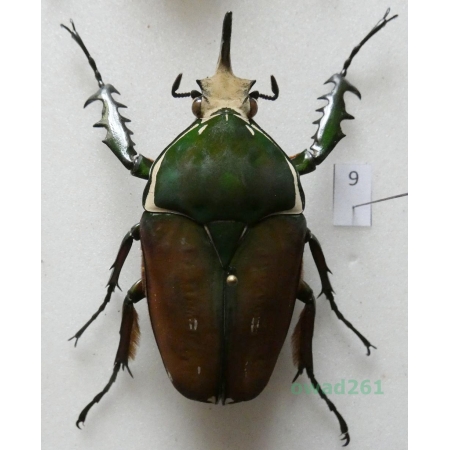 Mecynorhina ugandensis (Moser, 1907) male ex. ovo Uganda9